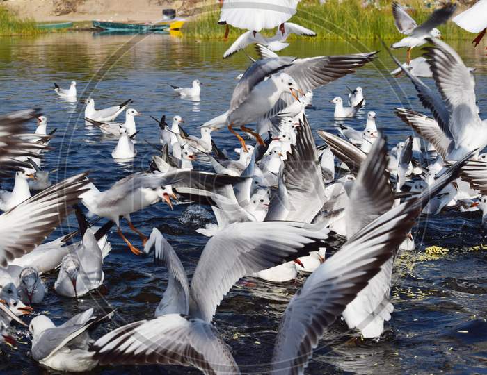 Flock Of Migratory Brown-Headed Seagulls Feeding On Local Food Called Ganthiya In Nalsarovar Lake Early In Morning. Picture Taken From Boat .Group Of Hungry Birds Fly Towards Boat To Eat Food