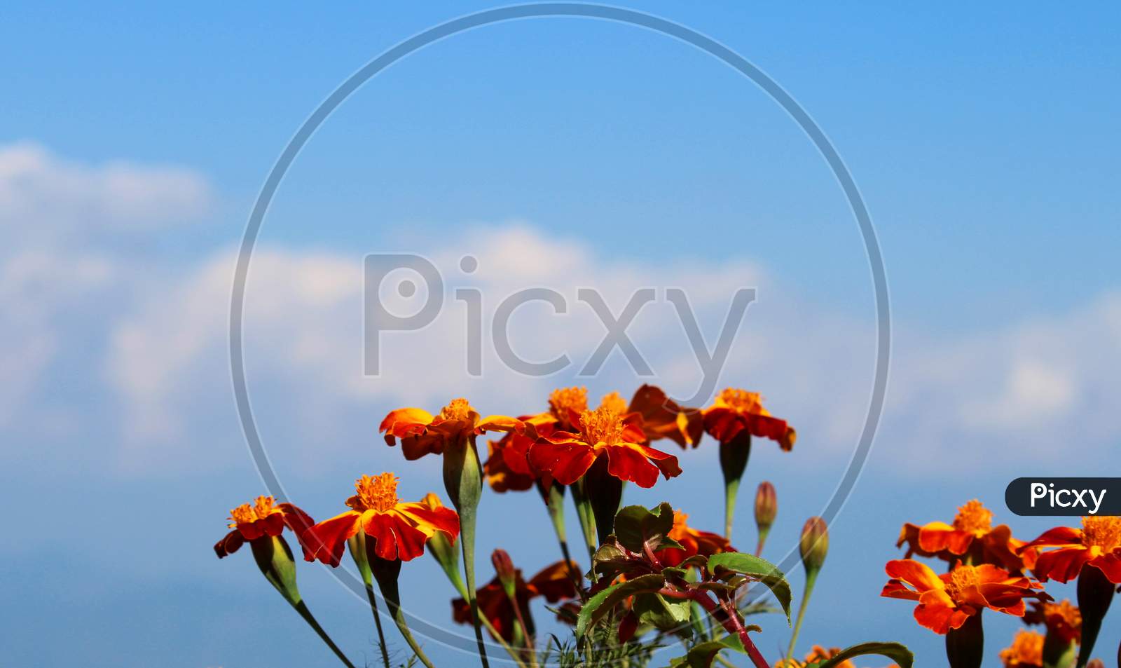 Beautiful Flowers Against the sky,Orange and Yellow Flowers Against the Blue Sky.