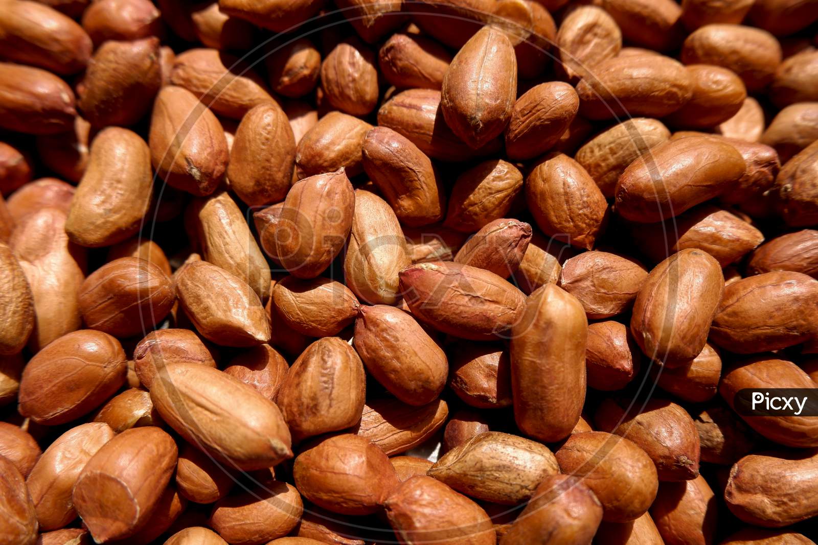 A Close Up View Of Brown Color Groundnuts Or Peanuts Gathering