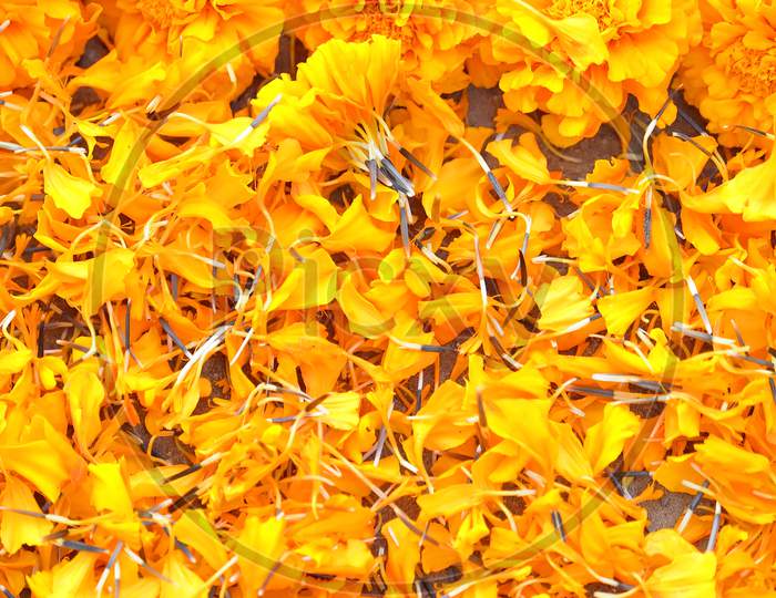 marigold flower petals