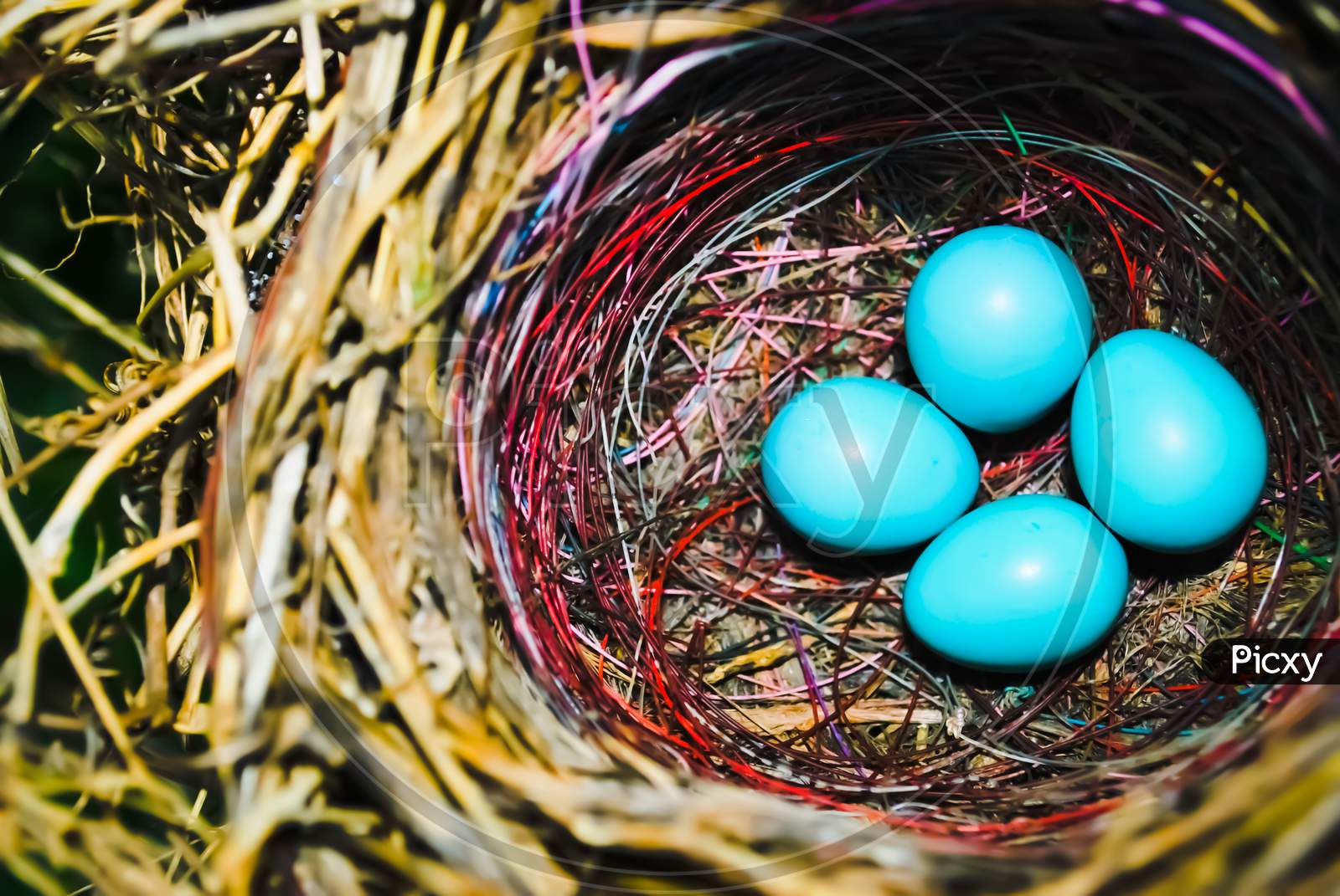 Bird Blue eggs