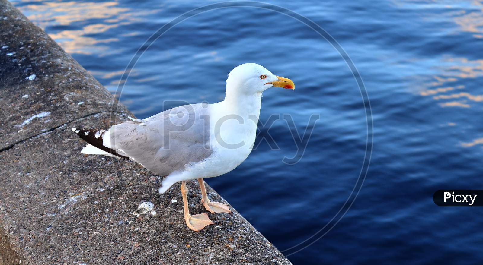 Hungry sea gull at a quay wall in a harbour