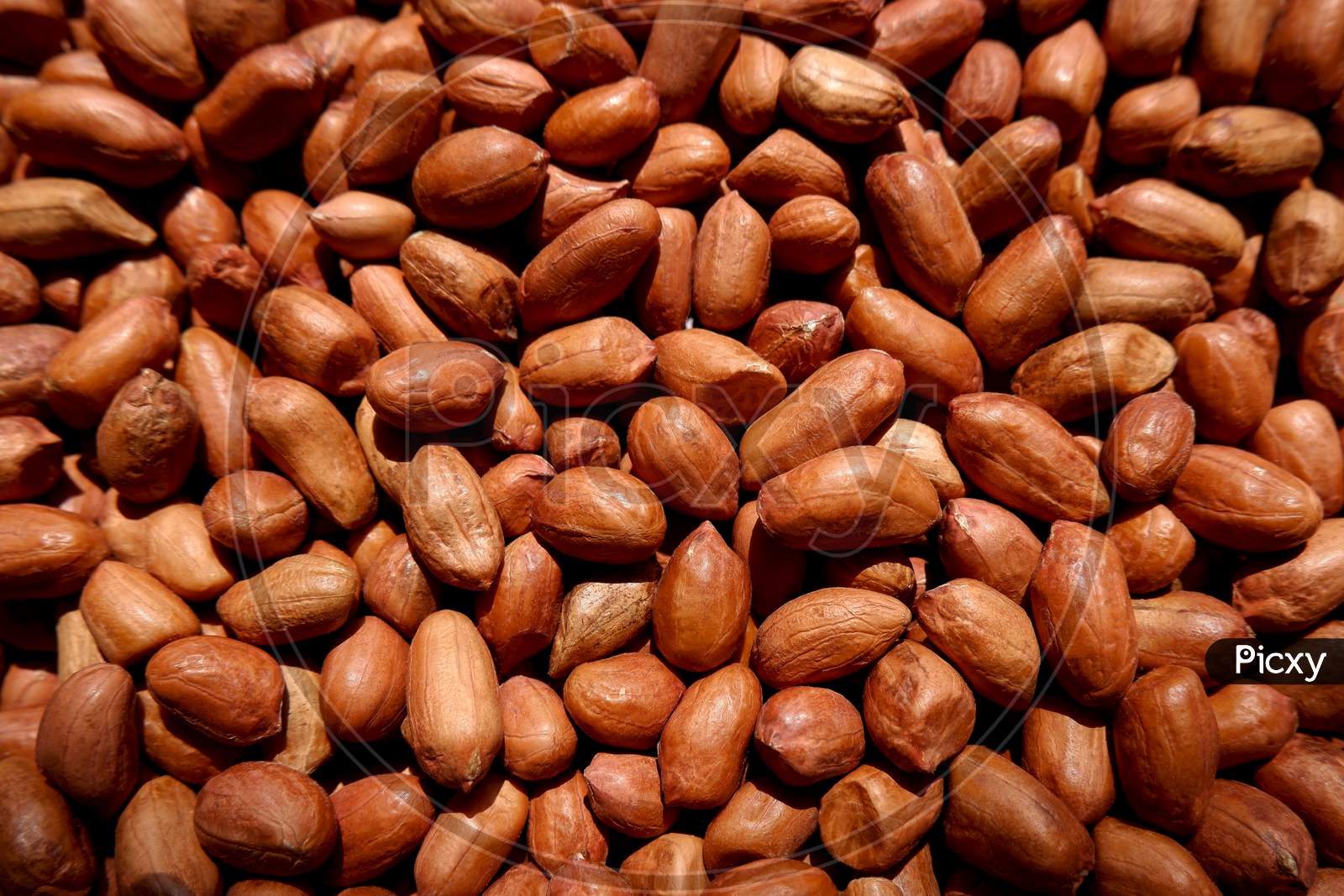 A Close Up View Of Brown Color Groundnuts Or Peanuts Gathering