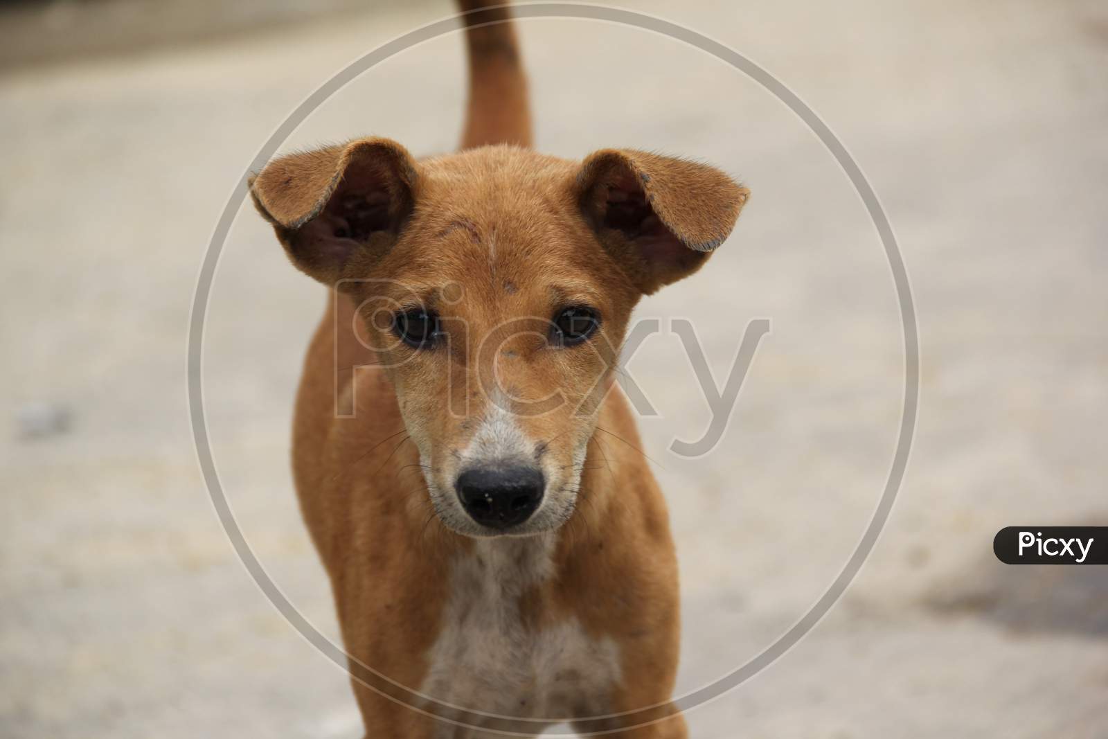 burmese dog on street
