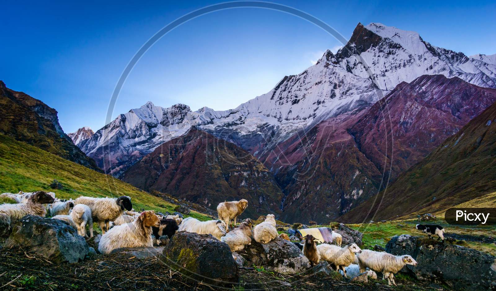 Herd of Sheep in the mountains