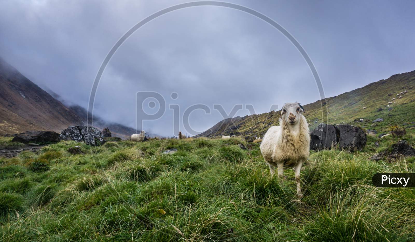 Sheep grazing in the mountains