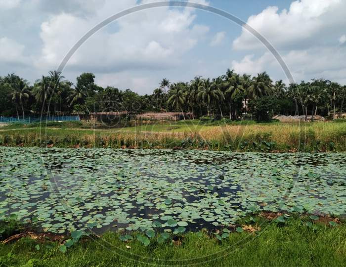 View Of A Pond Covered With Lotus Plant, And Blue Sky Over The Trees