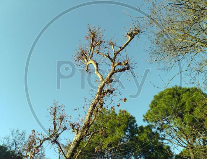 Beautiful Tree In Open Sky View At Himachal Pradesh India