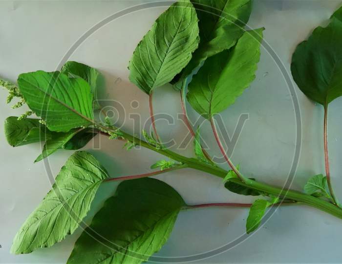 kerala green beautiful Spinach in white background