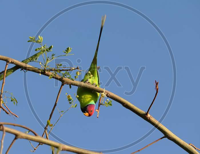 a red headed parrot hanging on branch