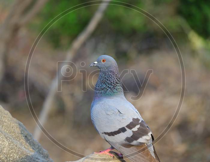 Pigeon / dove