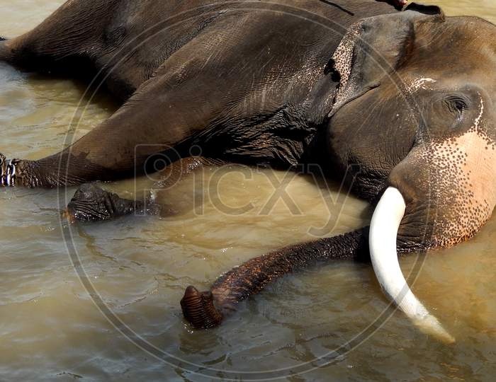 Elephant  Taking Bath In the River, Beautiful Elephant in water.