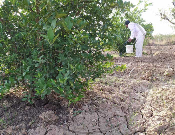 A farmer applying solution of copper sulfate or Neela thotha on the lemon trees for the protection from fungus and for the soil enrichment