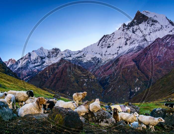 Herd of Sheep in the mountains