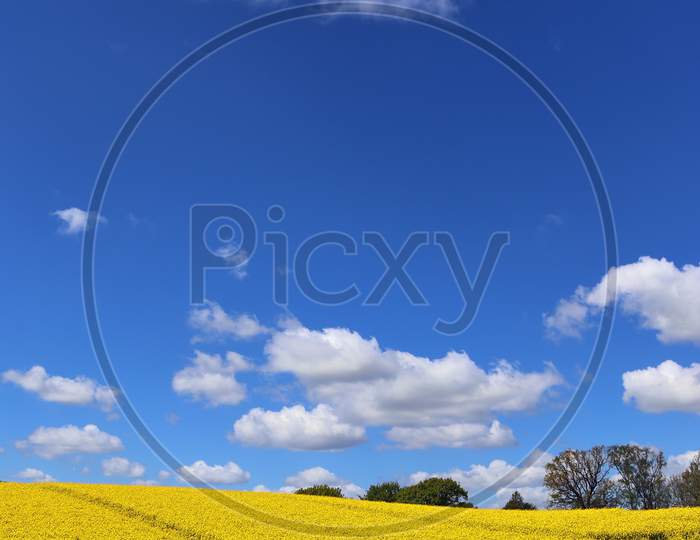 Beautiful yellow oilseed rape field with a sunny blue sky in summer