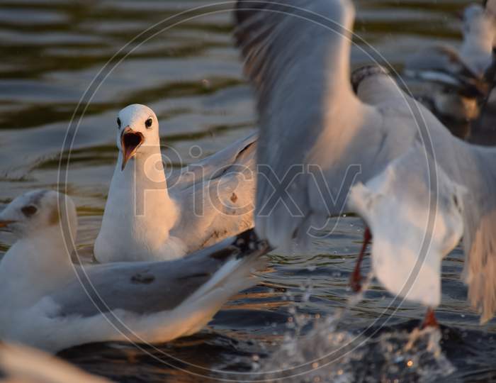 Brown Headed Seagull Opening Mouth Beak And Making Noise As Flock Of Birds Move Around Splashing Water. Shot At Indian Lake Of Nalsarovar In Gujarat These Migratory Birds Liven Up The Lake For Tourist