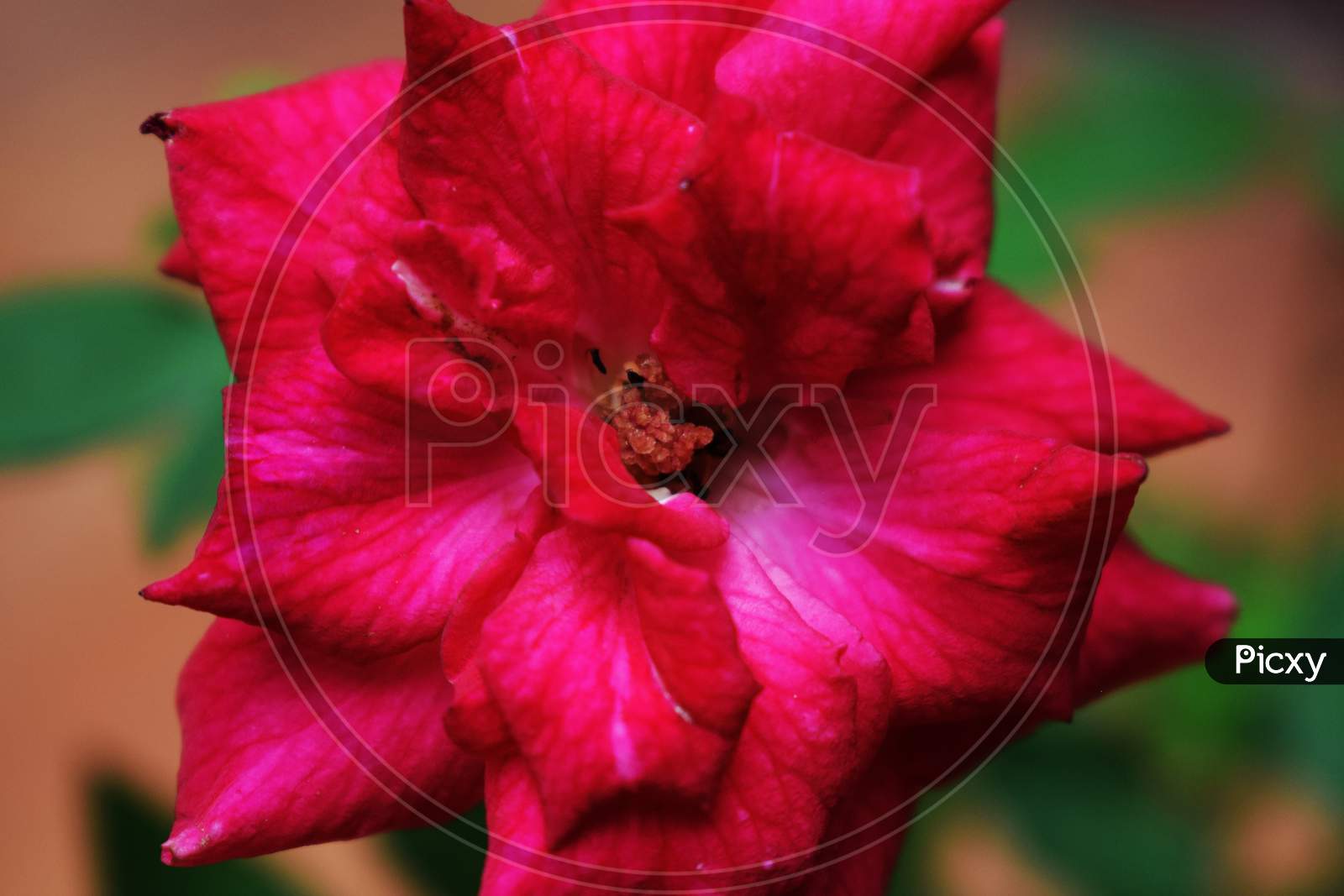 Beautiful Blooming Indian Rose Dark Pink, Red