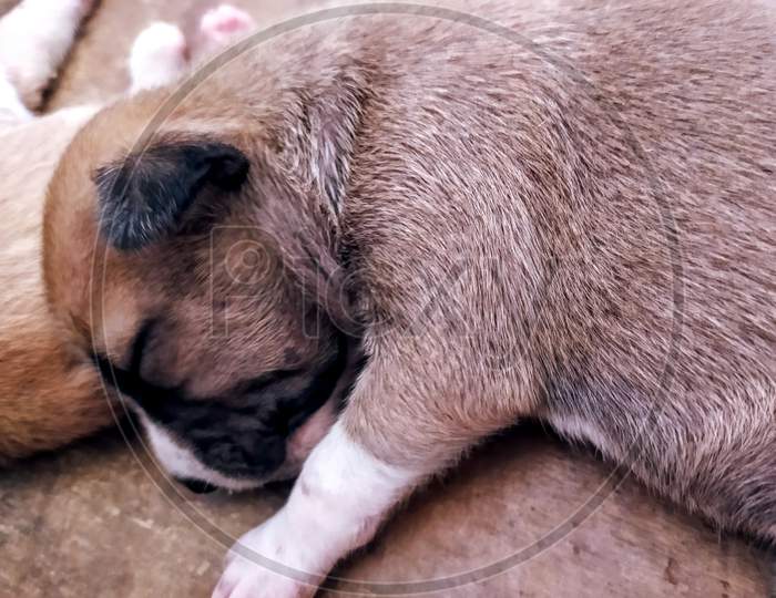 Closeup of sleeping brown and white colour puppy