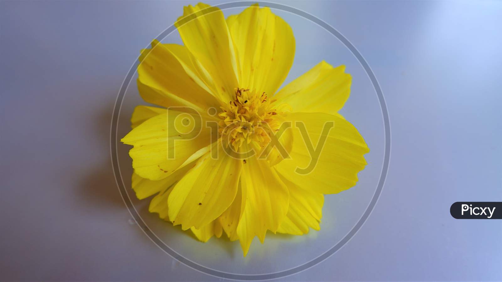 beautiful yellow cosmos flower