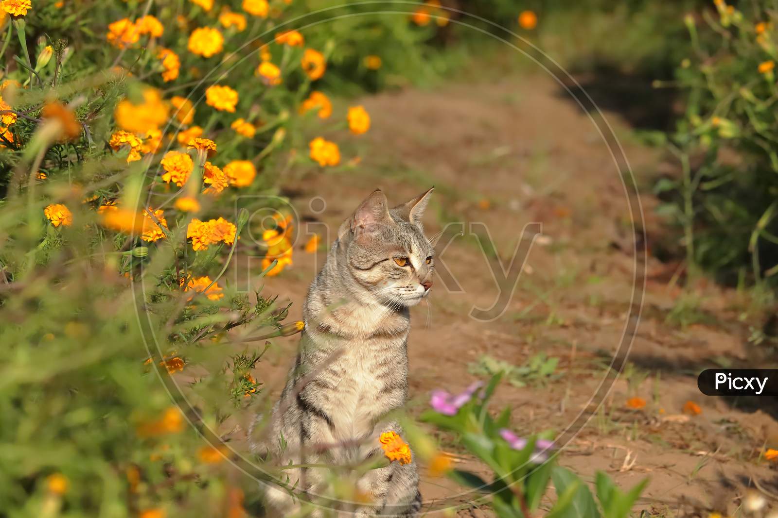 garden cat sitting among the marigold flowers