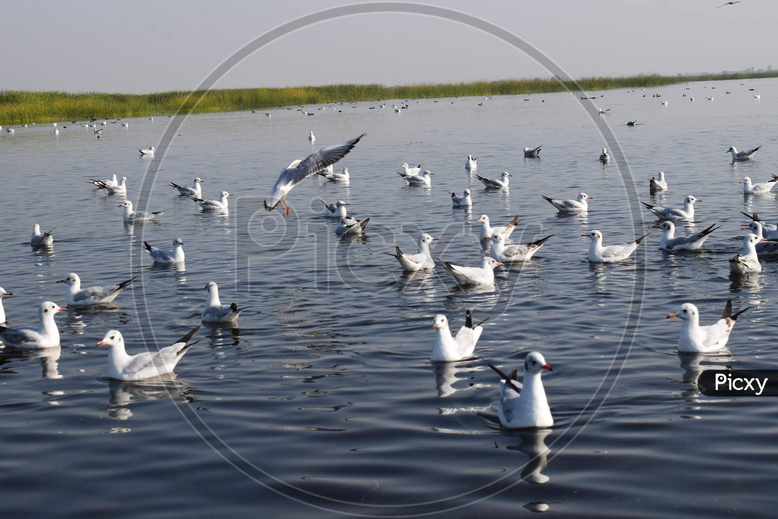 Flock Of Brown-Headed Seagulls Swimming In Peaceful Lake In India.