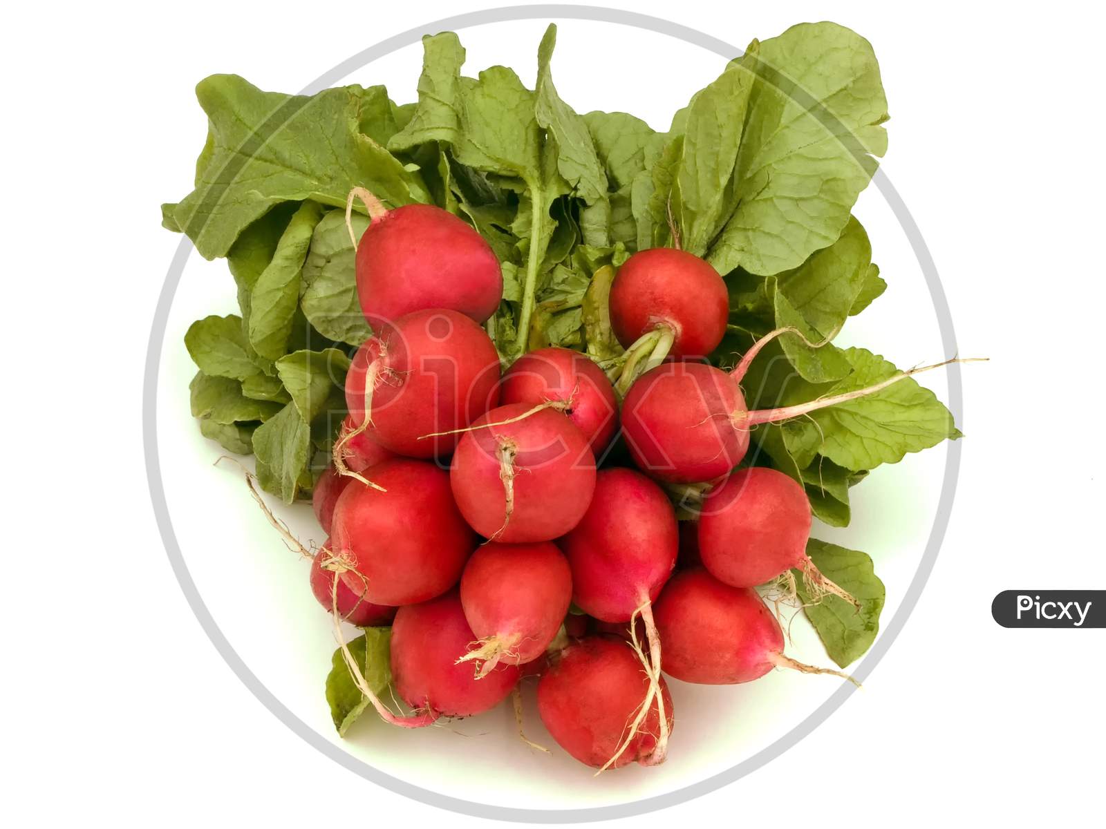 A bunch of freshly picked radishes