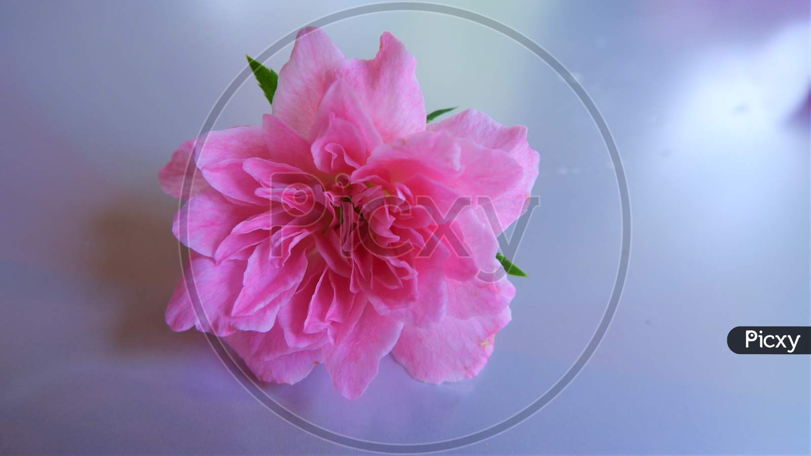close up of pink rose flower in white background
