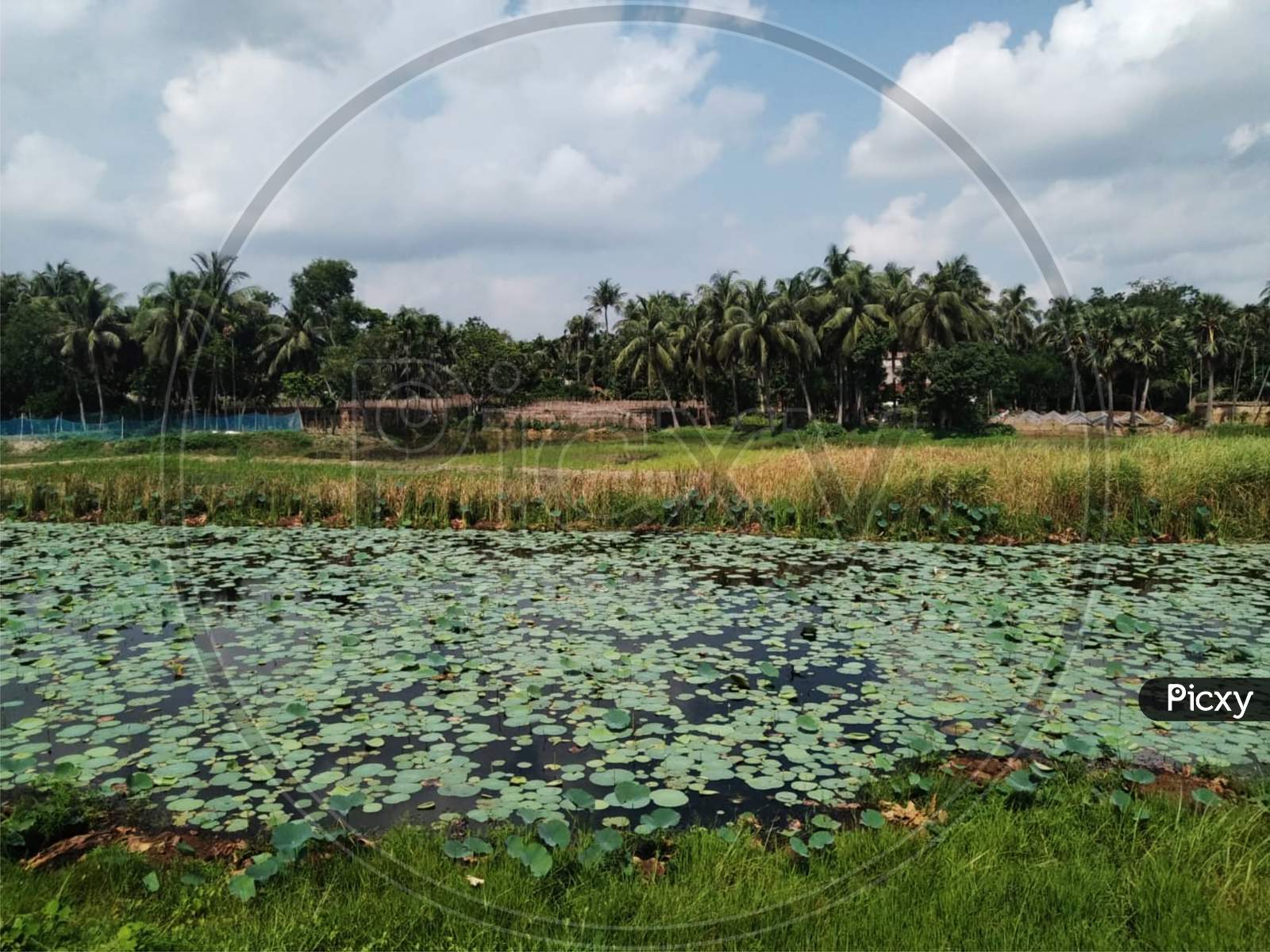 View Of A Pond Covered With Lotus Plant, And Blue Sky Over The Trees