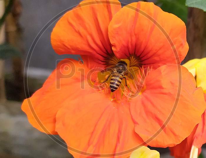 Bee collecting flower honey.