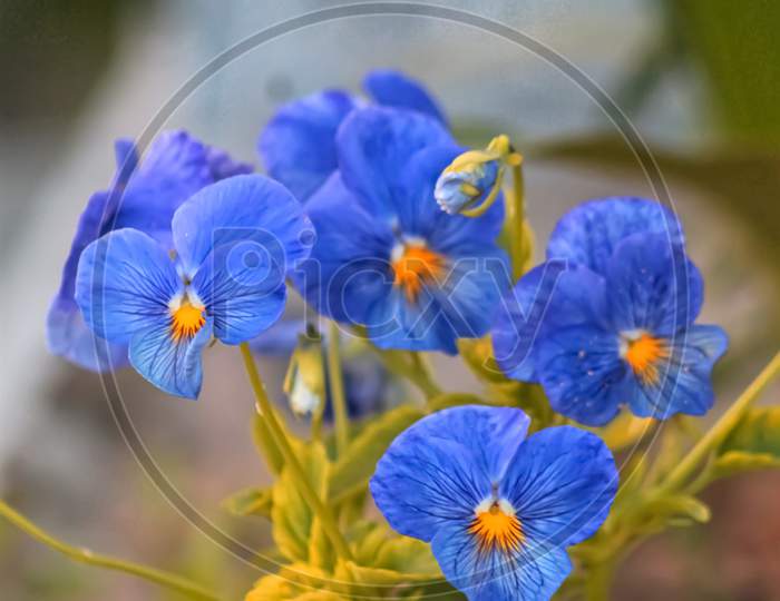 Lovender flowers