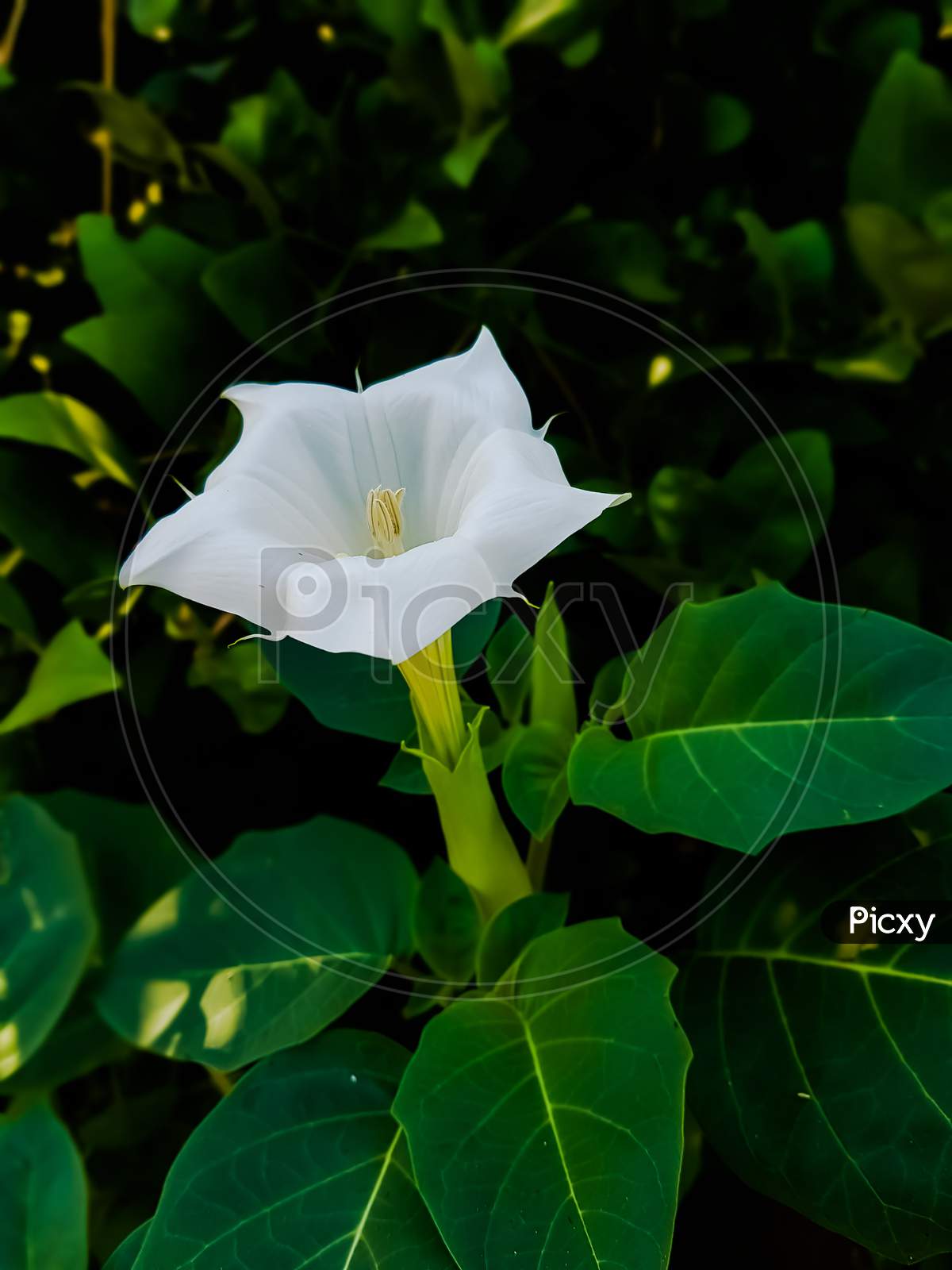 beautiful colourful datura flower on field with green background