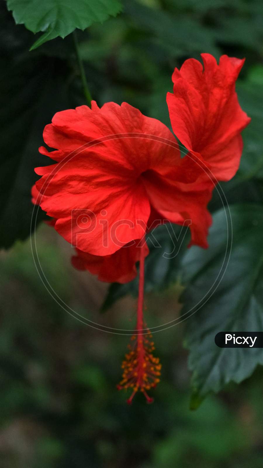 red beautiful hibiscus flower in white background ,close up
