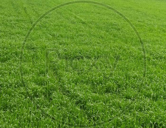 Green colour wheat field.