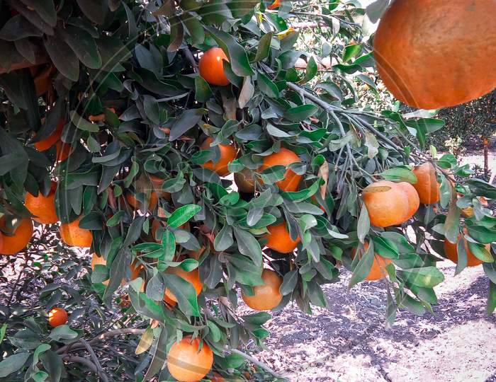 oranges in Summer season