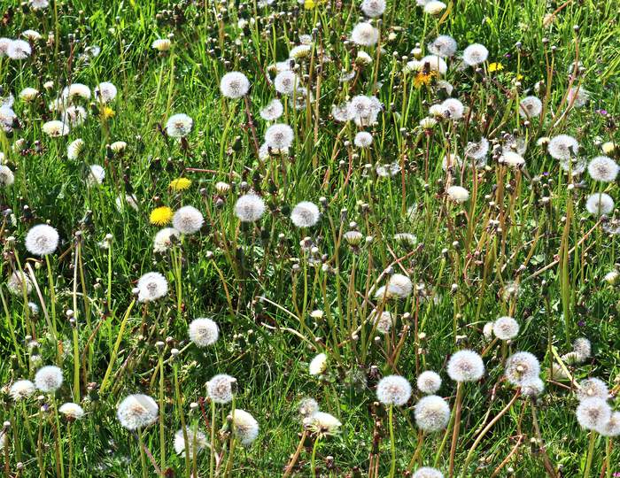 Green meadow with lots of dandelion blowballs