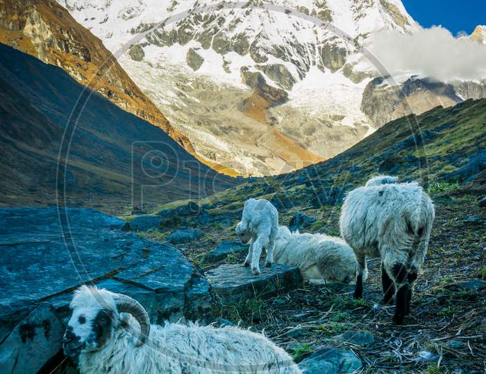 Sheep below mountains in Annapurna Base Camp
