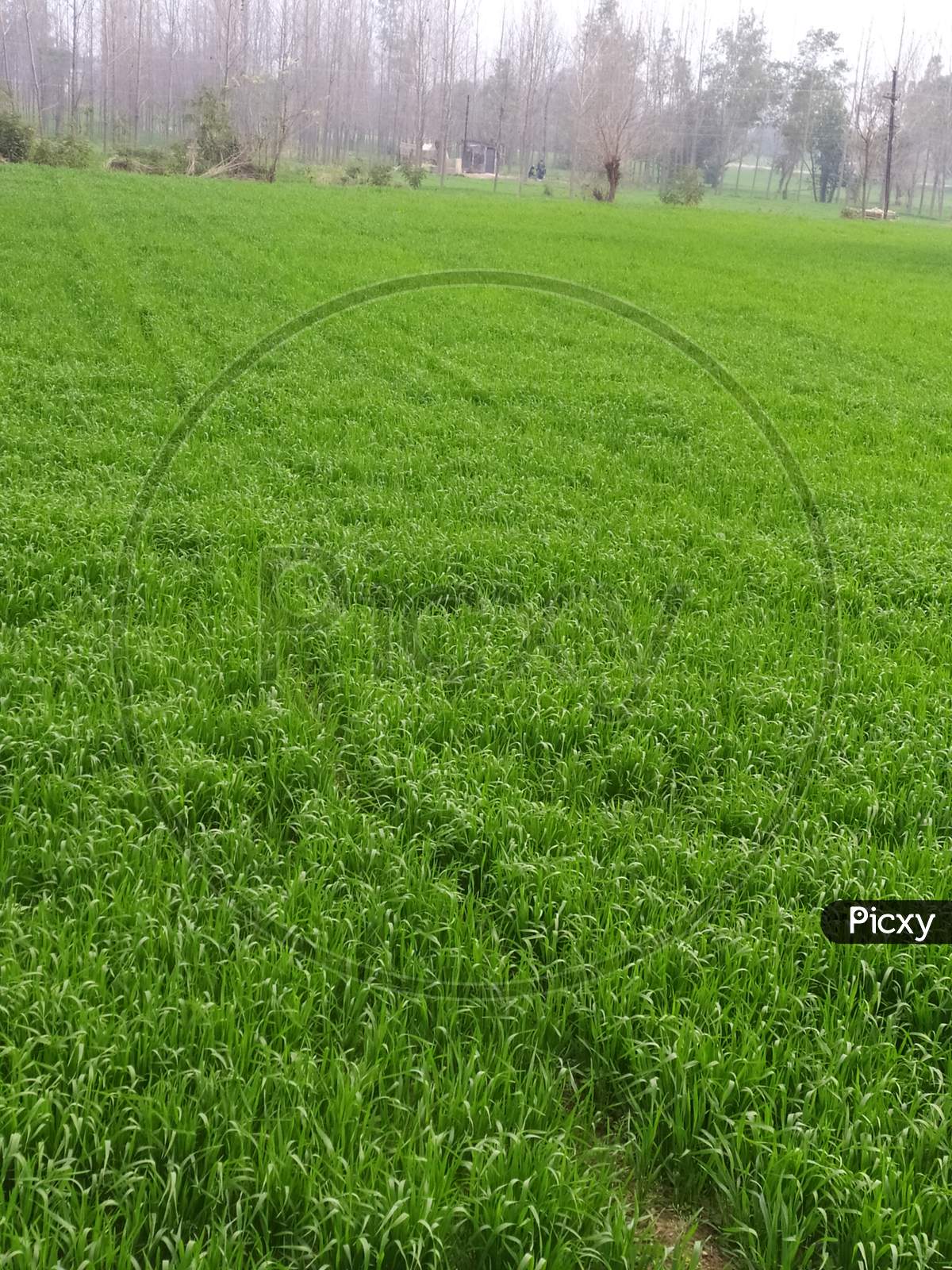 Green colour wheat field.