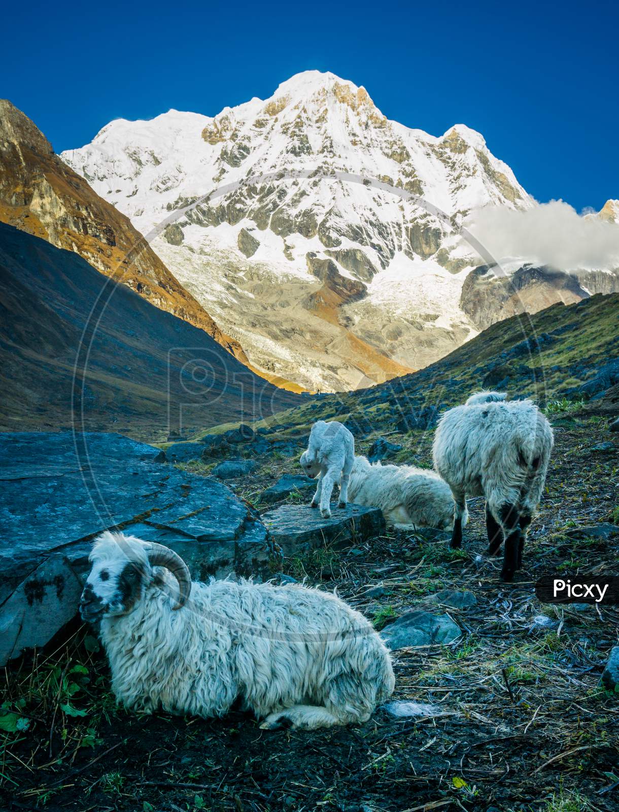 Sheep below mountains in Annapurna Base Camp
