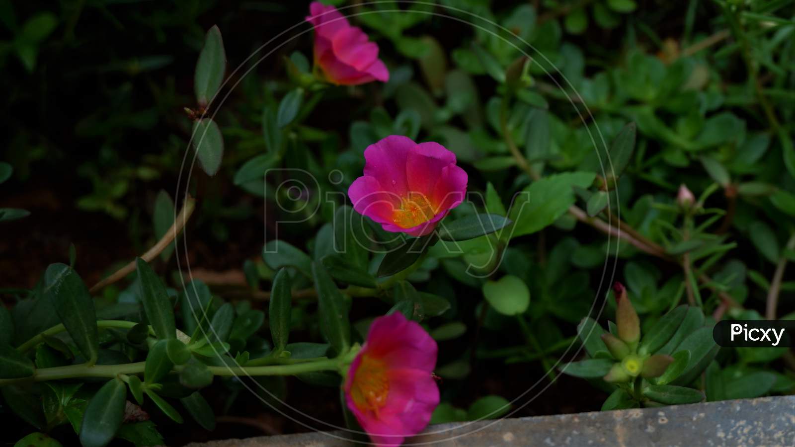 Image Of 10 O Clock Flowers In The Garden Pa Picxy