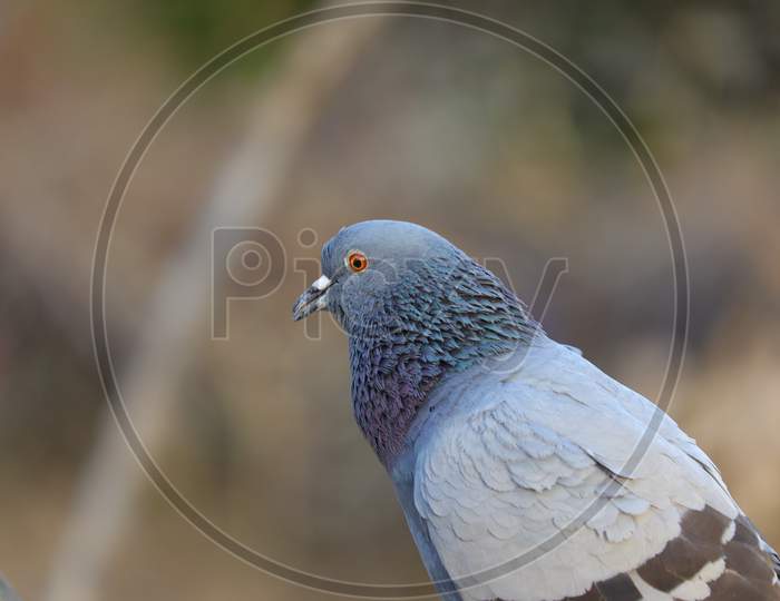 pigeon / dove