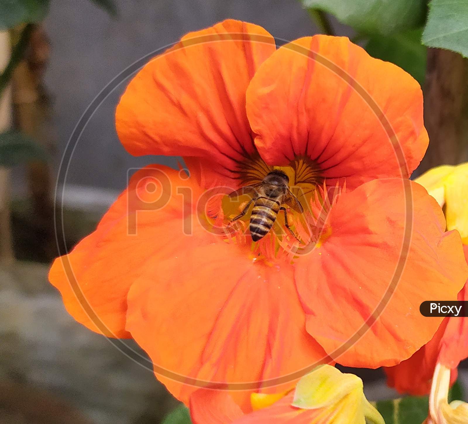 Bee collecting flower honey.
