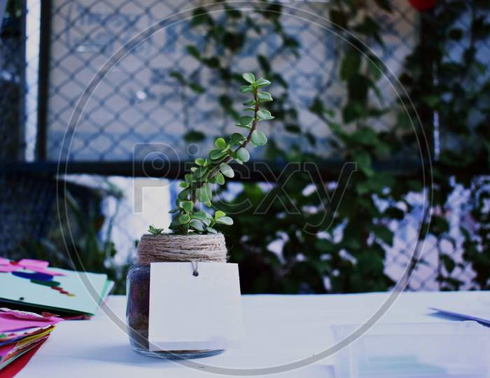 Jade Plant also known as Elephant bush and Portulacaria afra,on table.