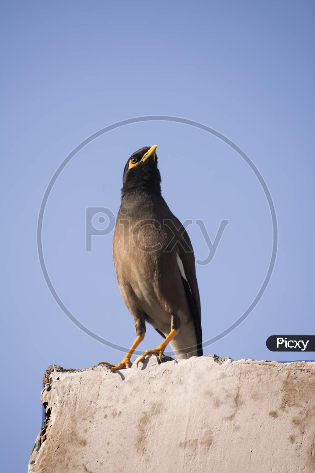 Common Myna (Acridotheres Tristis) Black Singing Indian Bird With Yelllow Eyes And Legs Sitting On Wall Looking At Sky. Low Angle Shot.