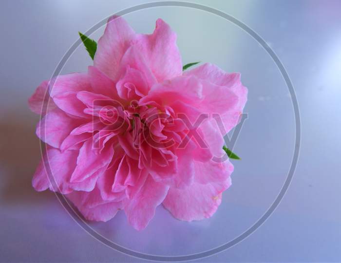 close up of pink rose flower in white background