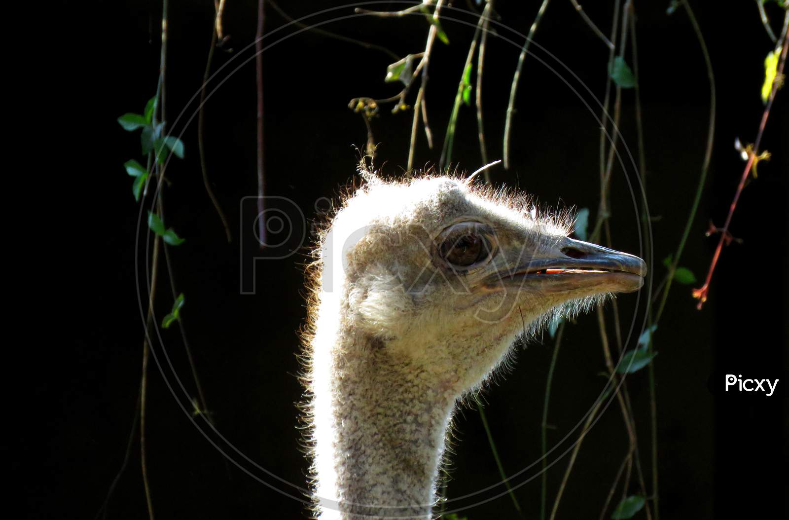 ostrich head close up,The common ostrich