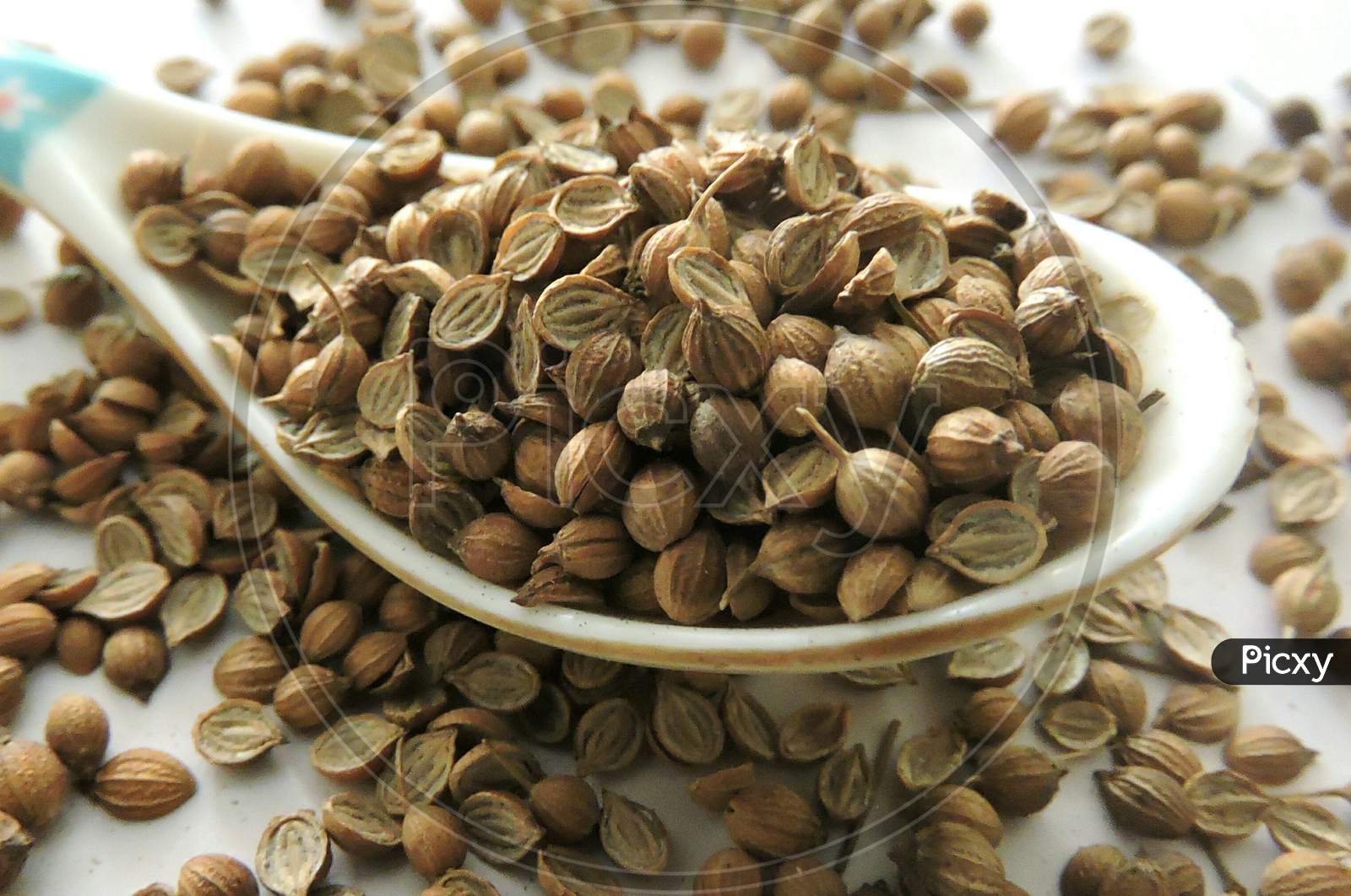 Spice - Coriander seeds