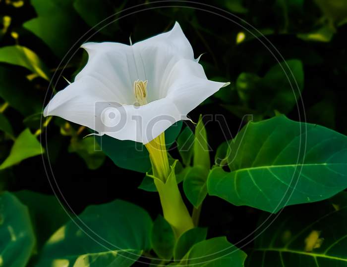 beautiful colourful datura flower on field with green background