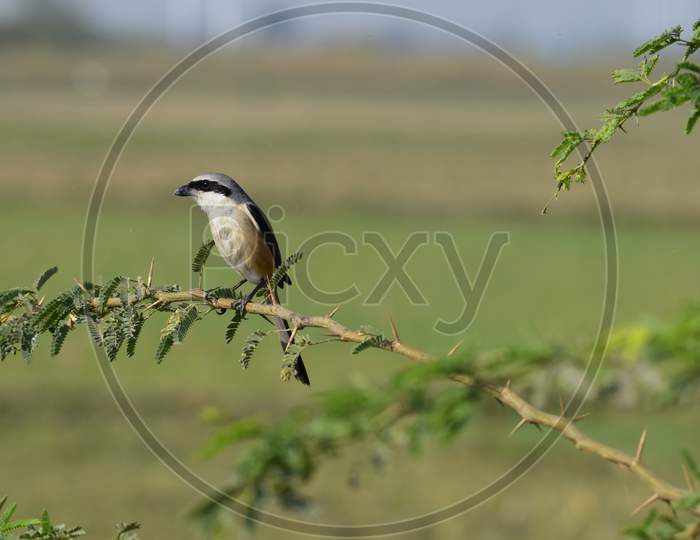 Bay Backed Grey Shrike Bird Perching On A Branch In The Peace Of Outdoors In Village Area In India Asia