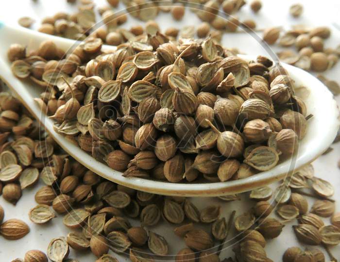 Spice - Coriander seeds