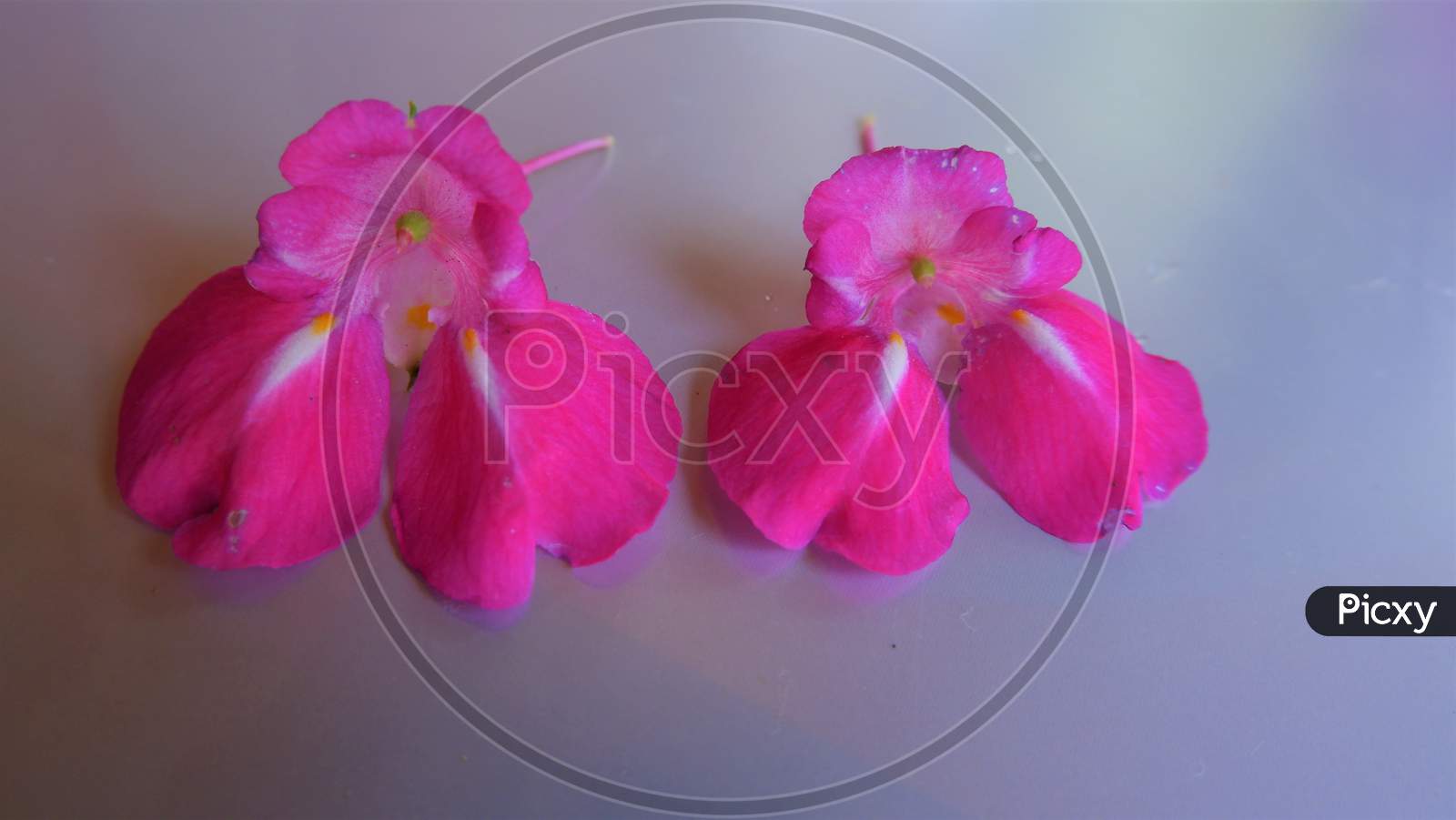 pink color beautiful balsam flower